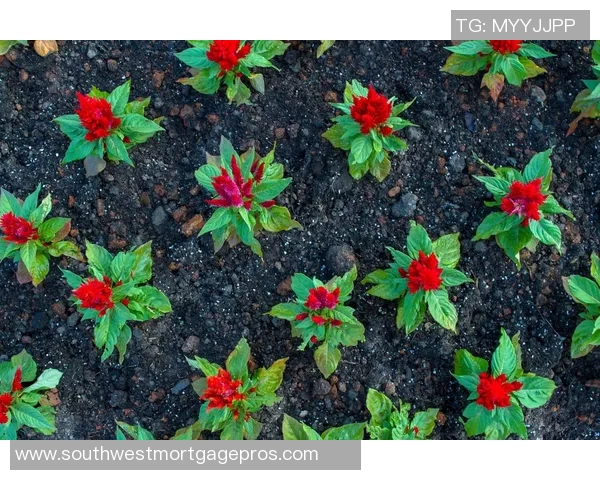 专访陈强:探寻网球界的成功秘诀与奋斗历程